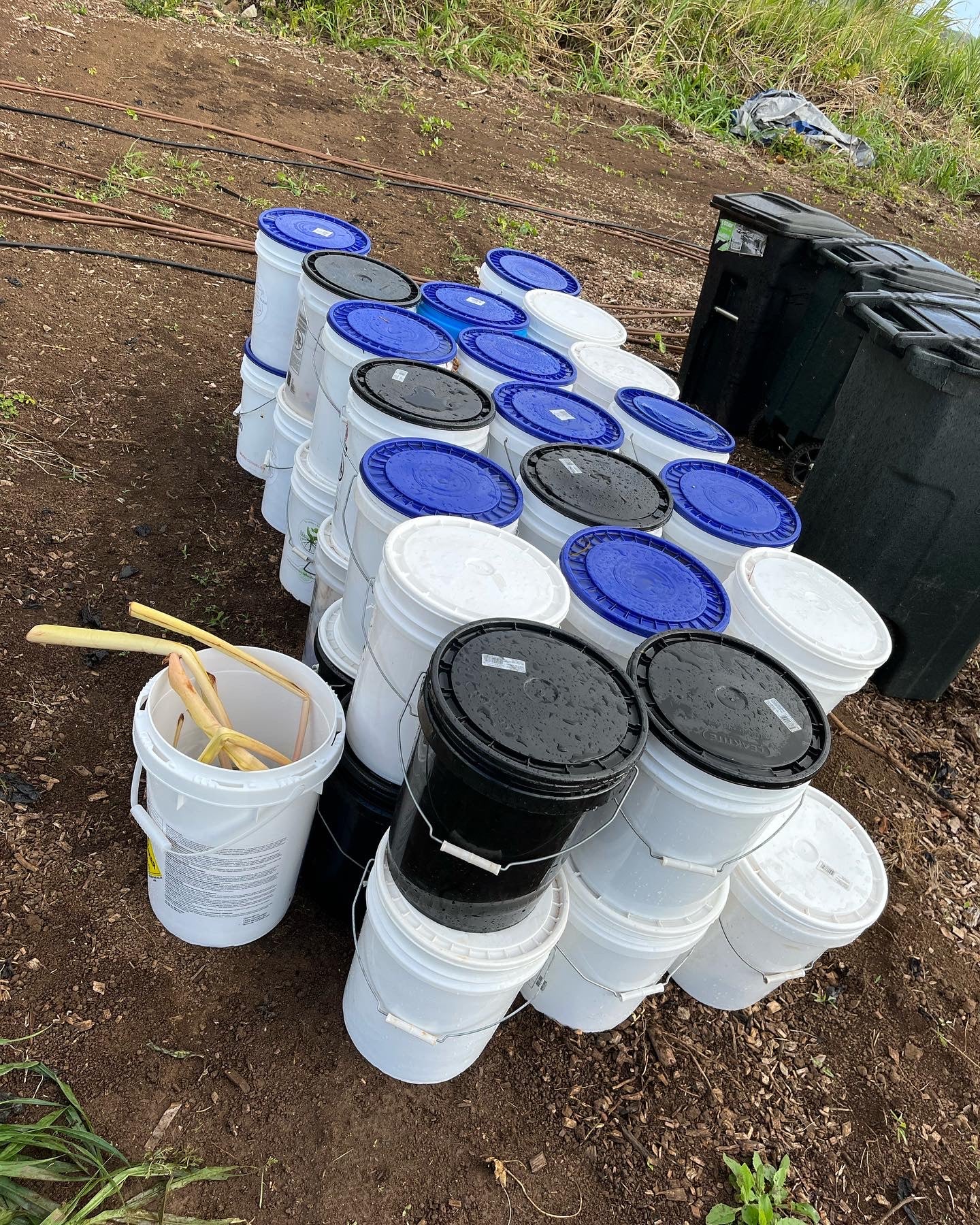 Curbside Composting Yearly