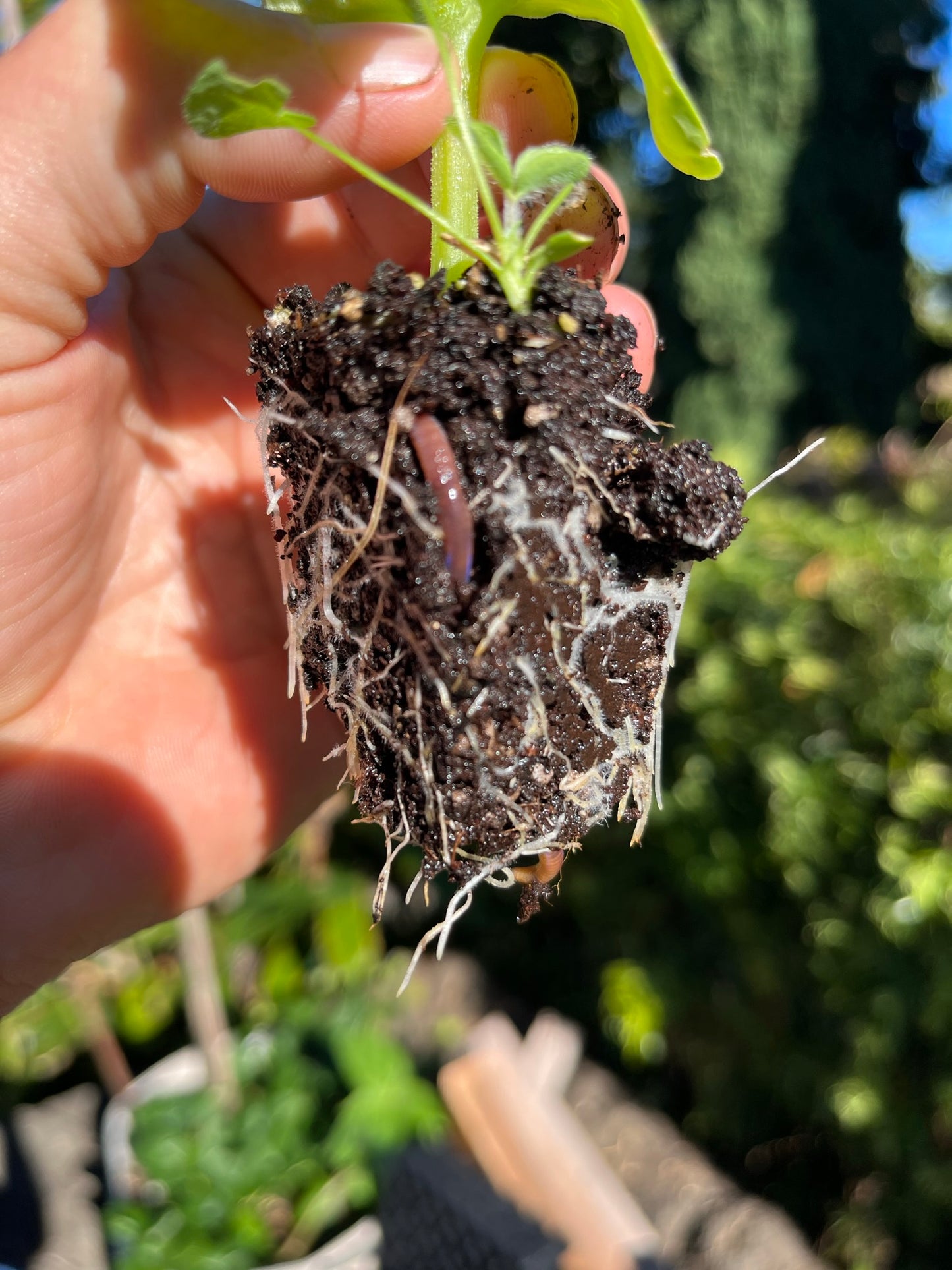 Garden Blend Potting Soil 3 CuFt