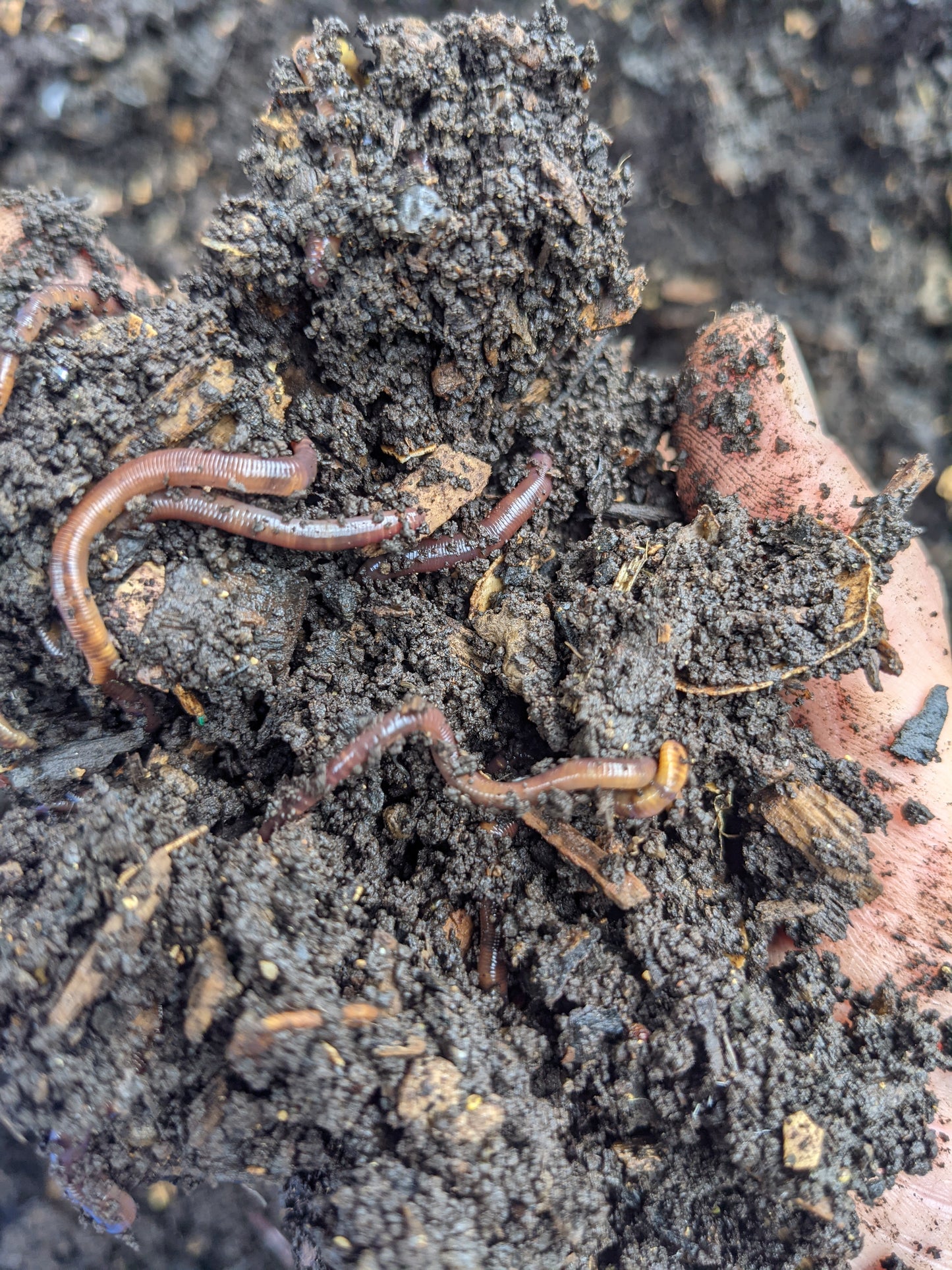 Worm Colony
