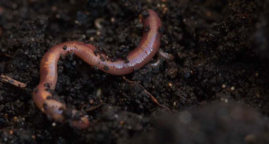 Worm Colony