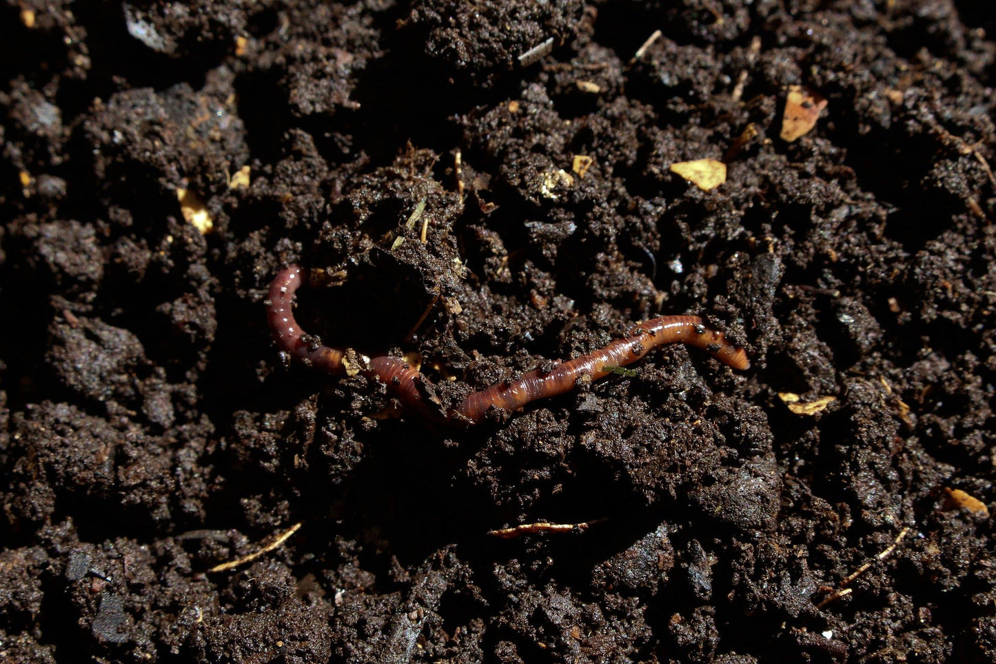 Worm Colony