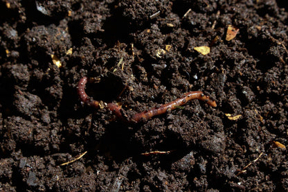 Worm Colony