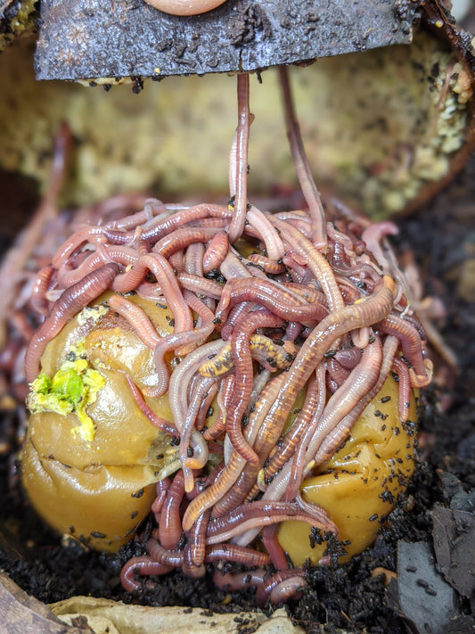 Worm Colony